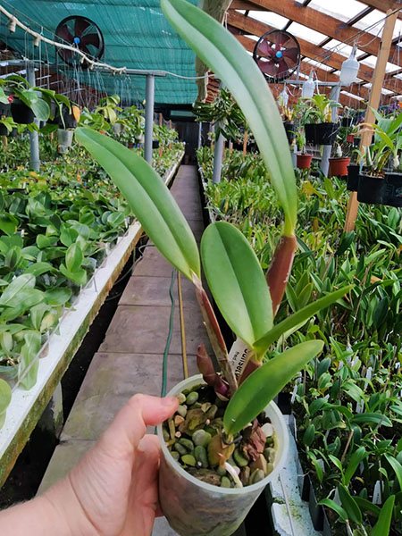 Laeliocattleya Summerland Girl 'Orchidglade' x Schomburgkia schultzei 'Old Sherry'.jpg