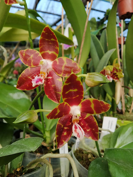 Phalaenopsis Ambonosa (venosa 'Darl Red' x amboinensis 'Yellow River').jpg