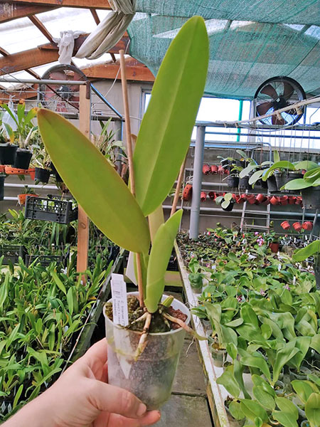 Cattleya trianae ('The King' x 'Sangre de Toro') x (semi-alba orlata x trilabelo).jpg