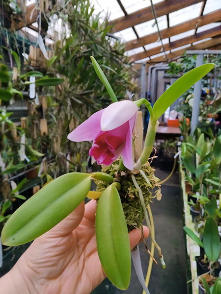 Laelia pumila semi-alba x alba.jpg