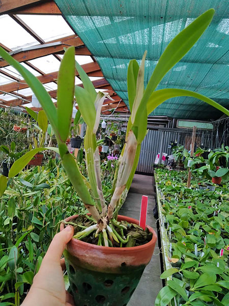 Cattleya quadricolor tipo XXX x Cattleya quadricolor 'Rainha'.jpg