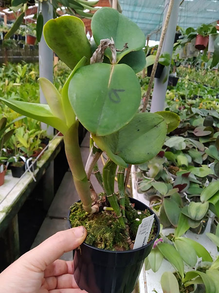 Cattleya violacea semi-alba flamea.jpg