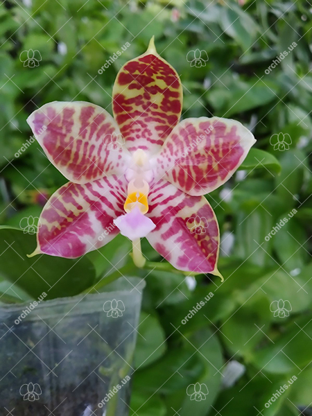 Phalaenopsis Tzu Chiang Tetralitz x Mituo Reflex Dragon.jpg