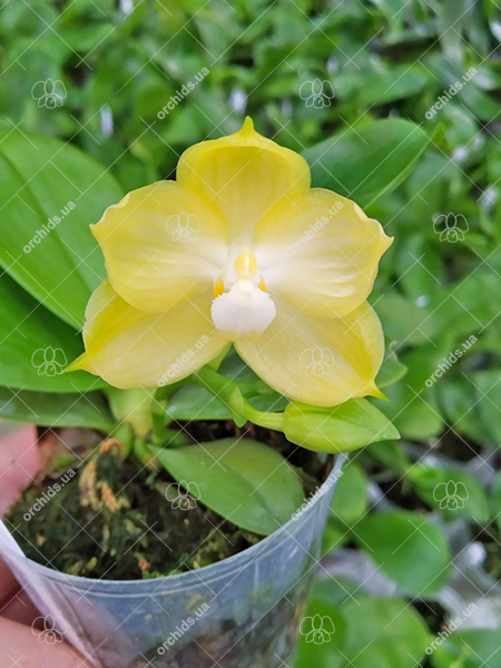 Phalaenopsis Tzu Chiang Tetralitz x Mituo Reflex Dragon.jpg