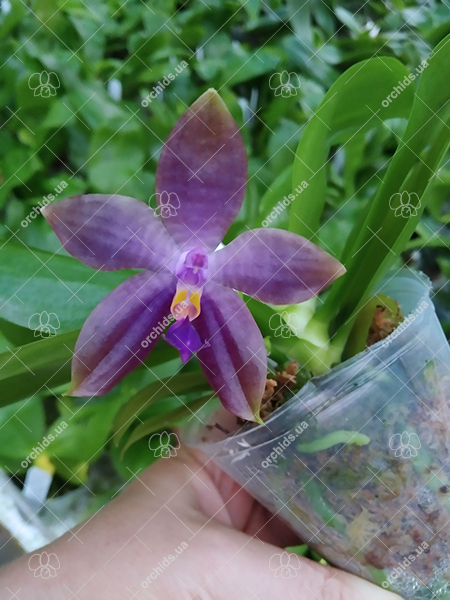 Phalaenopsis Mituo Princess 'Black Beauty' x (speciosa x Mituo Prince) 'Taro purple'.jpg