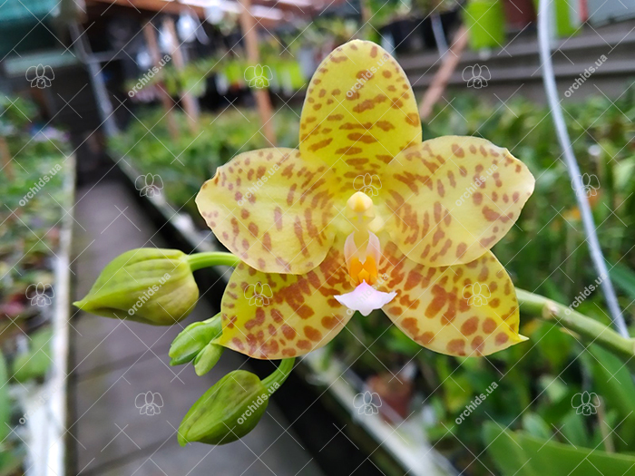 Phalaenopsis Lyndon Waltz x gigantea alba 'Tai Wei'.jpg