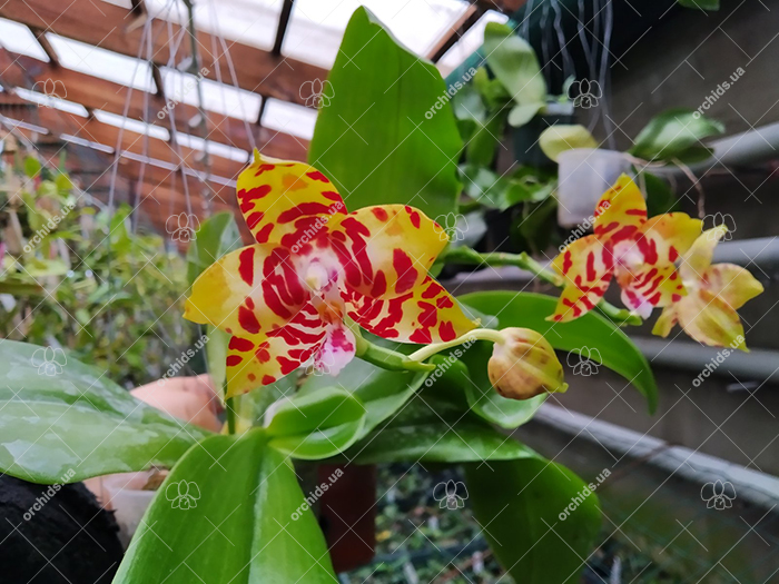Phalaenopsis Amber Ambo x amboinensis.jpg
