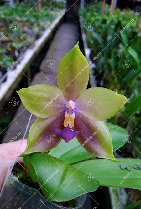 Phalaenopsis ('Emerald Bear' x LD Purple 3S) x Mituo GH King Star.jpg