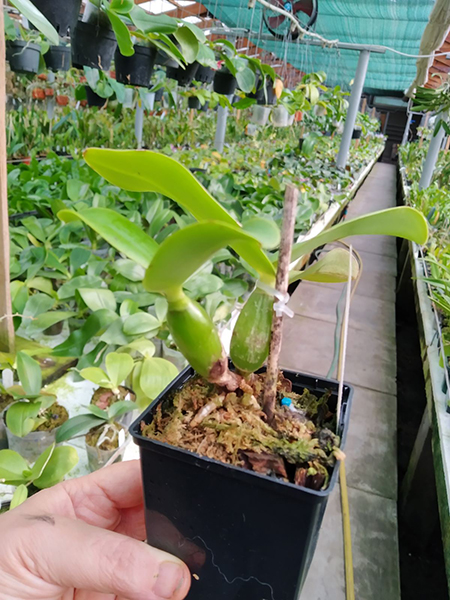 Cattleya nobilior vinicolor 'Dona Julia' x concolor.jpg