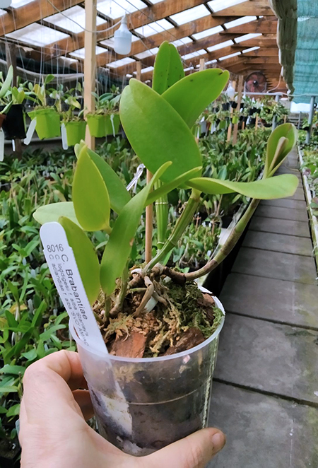 Cattleya Brabantiae (loddigesii f alba 'Stanley's' x aclandiae f alba 'JR').jpg