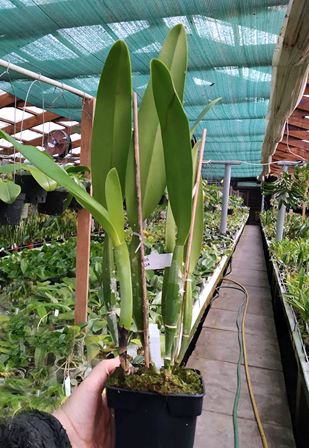 Cattleya percivaliana albescens 'Caracas'.jpg