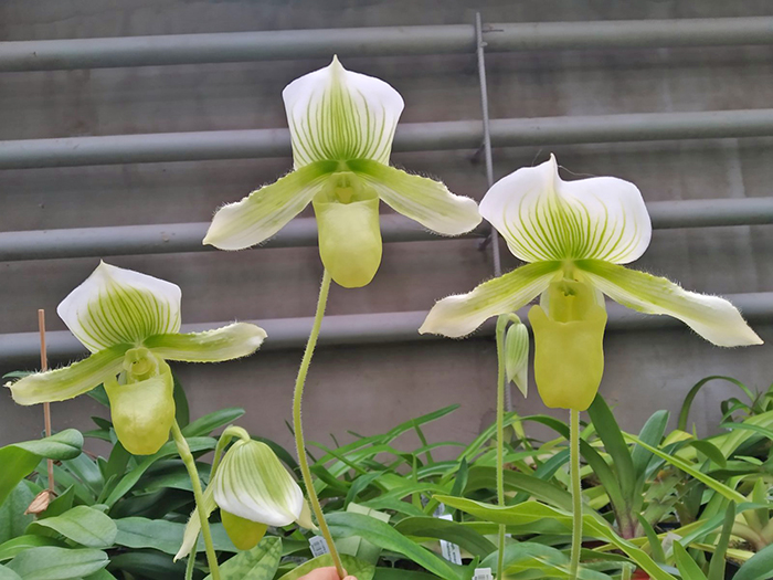 Paphiopedilum Maudiae alba (In-Charm).jpg