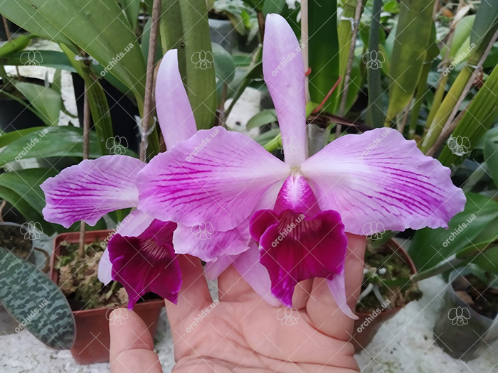 Laelia purpurata tipo x sanguinea.jpg