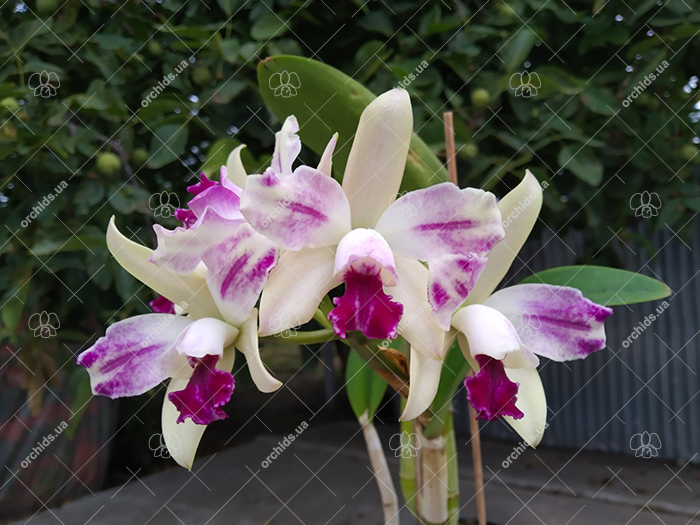 Potinara Haw Yuan Glory 'Golden Angel' x Laeliocattleya Penny Kuroda 'Spots'.jpg