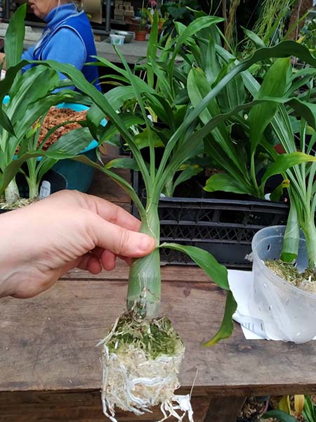 Catasetum Dentigrianum (denticulatum 'Dark Spots' x tigrinum 'Very Wide Petals').jpg