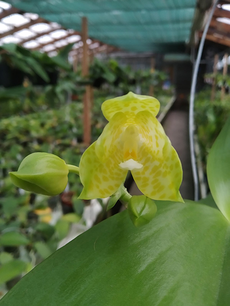 Phalaenopsis Lyndon Waltz x gigantea alba 'Tai Wei'.jpg