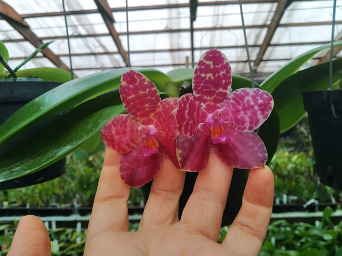 Phalaenopsis Mainshow Tiger (cross plants).jpg