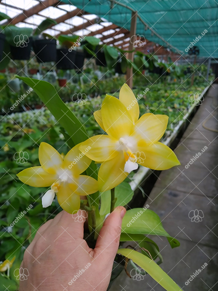 Phalaenopsis Yaphon 'Yellow Story' x Nobby's 'Doctor Chu'.jpg