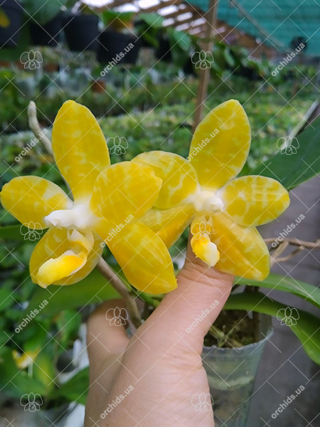 Phalaenopsis Yaphon 'Yellow Story' x Yaphon 'Yellow Bomb'.jpg