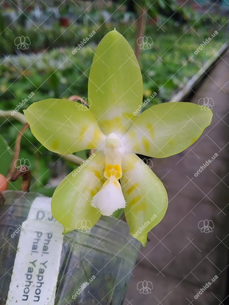 Phalaenopsis Yaphon 'Yellow Story' x Yaphon 'Yellow Bomb'.jpg