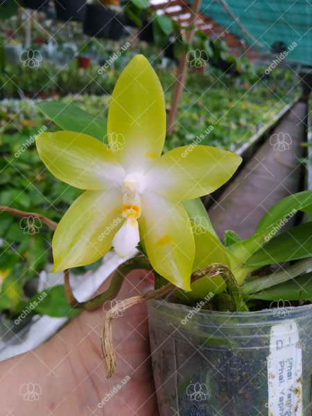 Phalaenopsis Yaphon 'Yellow Story' x Yaphon 'Yellow Bomb'.jpg