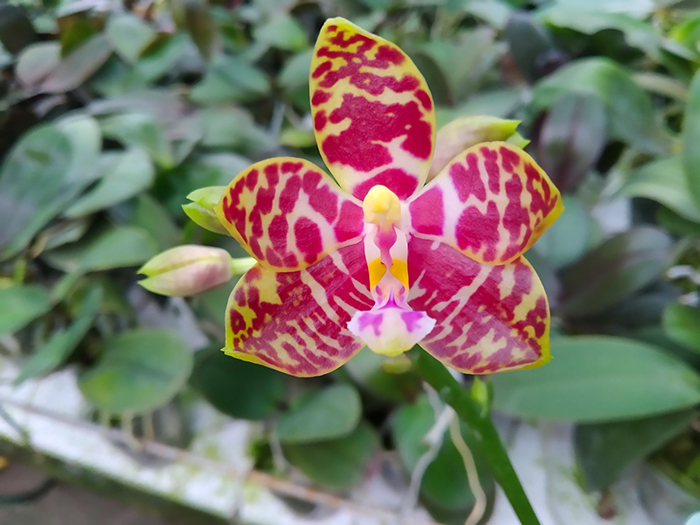 Phalaenopsis David Lim x violacea indigo.jpg