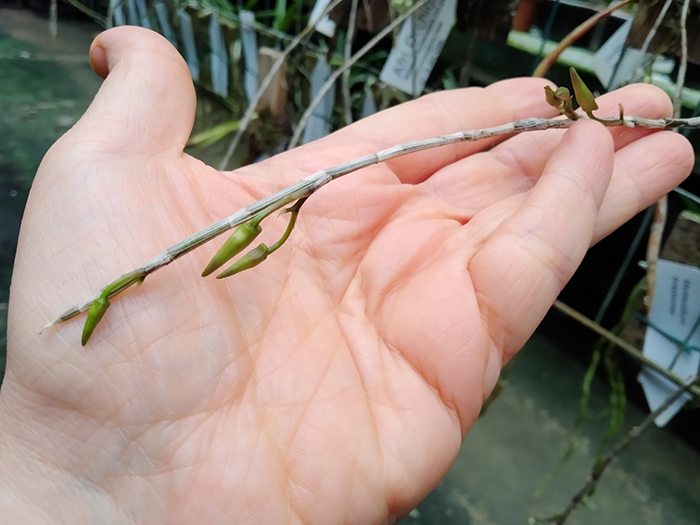 Dendrobium devonianum.jpg