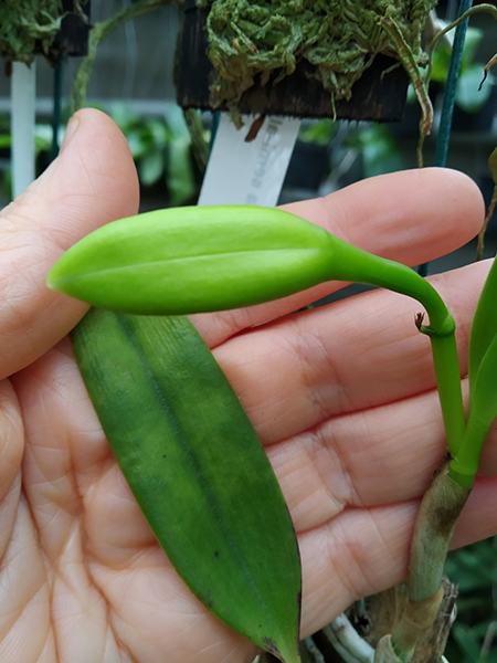 Laelia pumila rubra 'Charme da Morada' x self.jpg