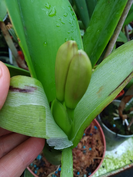 Cattleya warneri 'Friagem' х XXX.jpg