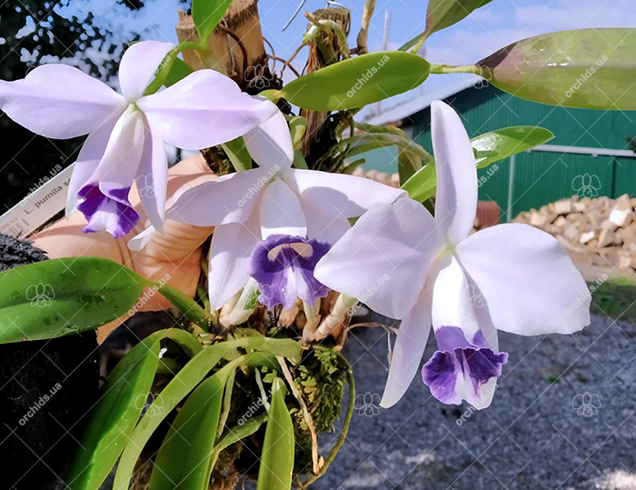 Laelia pumila coerulea.jpg