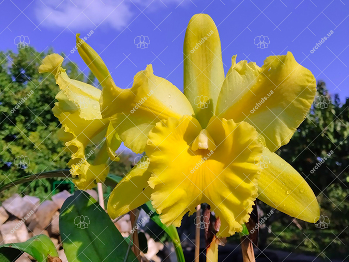 Brassolaeliocattleya Suzuki's Yellow Flare.jpg