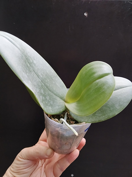 Phalaenopsis gigantea x sanderiana 'Silver Leaf'.jpg