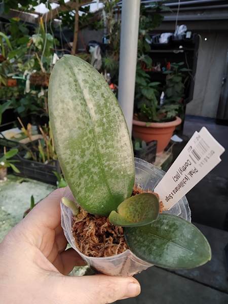 Phalaenopsis (schilleriana x Sogo Dorthy) (MC).jpg