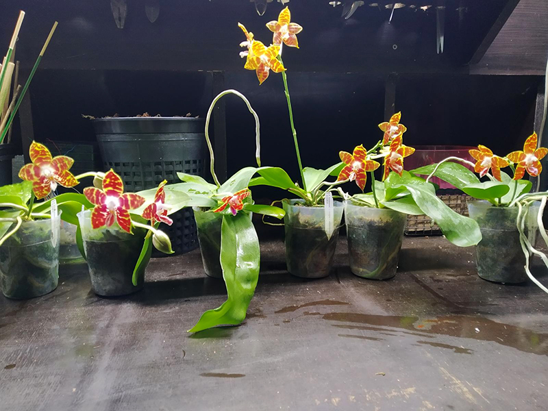 Phalaenopsis Ambonosa (venosa 'Darl Red' x amboinensis 'Yellow River').jpg