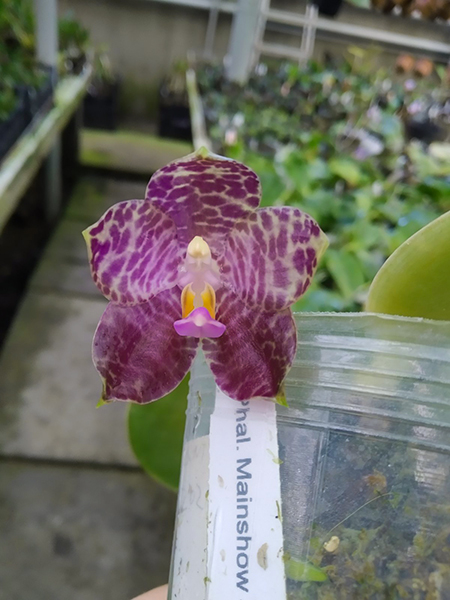 Phalaenopsis Mainshow Tiger (cross plants).jpg