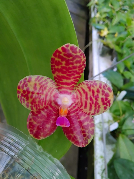 Phalaenopsis Mainshow Tiger (cross plants).jpg