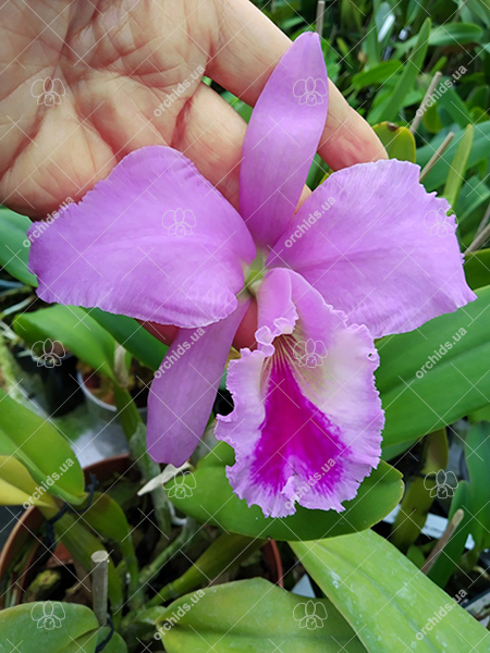 Cattleya warneri tipo (EX16 x EX7).jpg