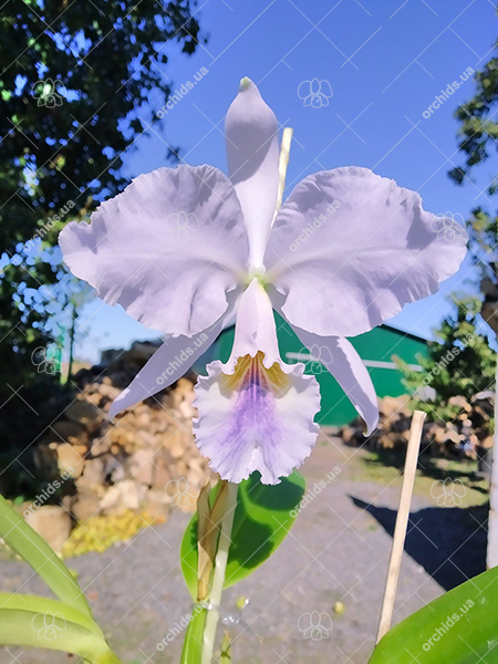 Cattleya labiata coerulea 'Bastiao' x Cattleya labiata coerulea 'Lourival'.jpg