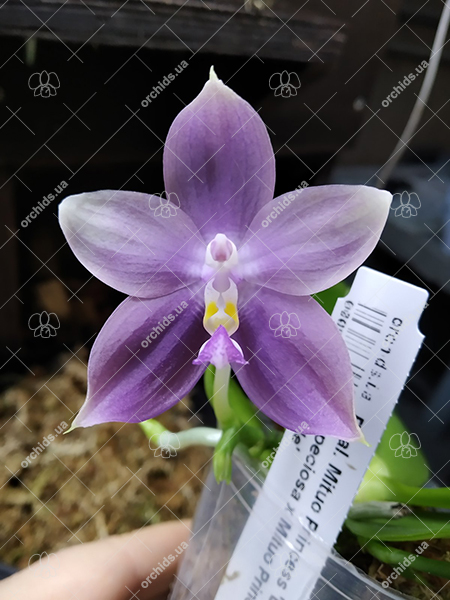 Phalaenopsis Mituo Princess 'Black Beauty' x (speciosa x Mituo Prince) 'Taro purple'.jpg