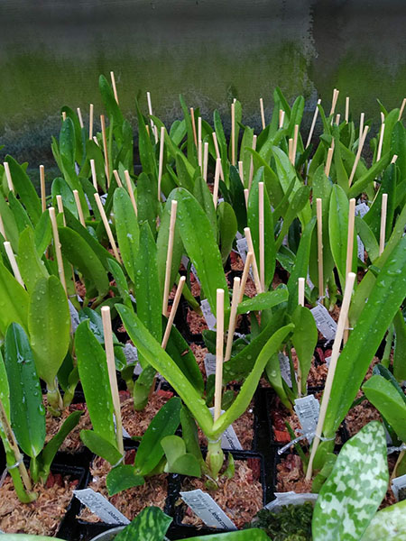 Laelia lobata concolor.jpg