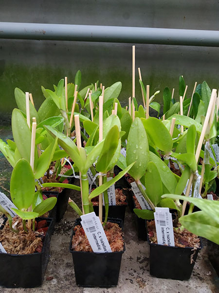 Cattleya x isabellae (forbesii x intermedia).jpg