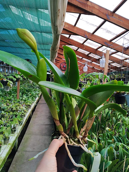 Rhyncholaeliocattleya Haadyai Delight x Cattleya Tainan City.jpg