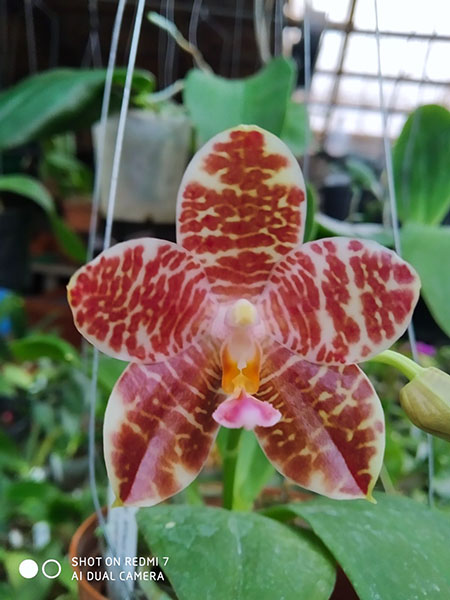 Phalaenopsis Mituo Golden Tiger 'Golden Ring' x gigantea alba 'Ta Wei'.jpg