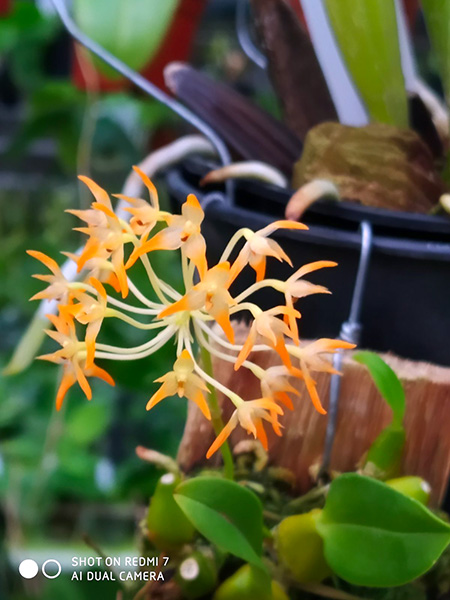 Bulbophyllum cephalophonum.jpg