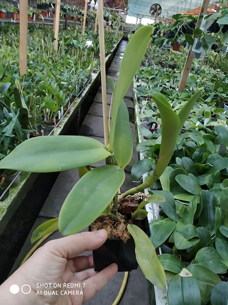 Cattleya forbesii x Cattleya dowiana.jpg