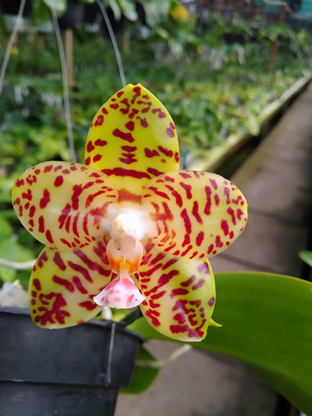 Phalaenopsis Giant Passion x Zheng Min 'Hazel'.jpg