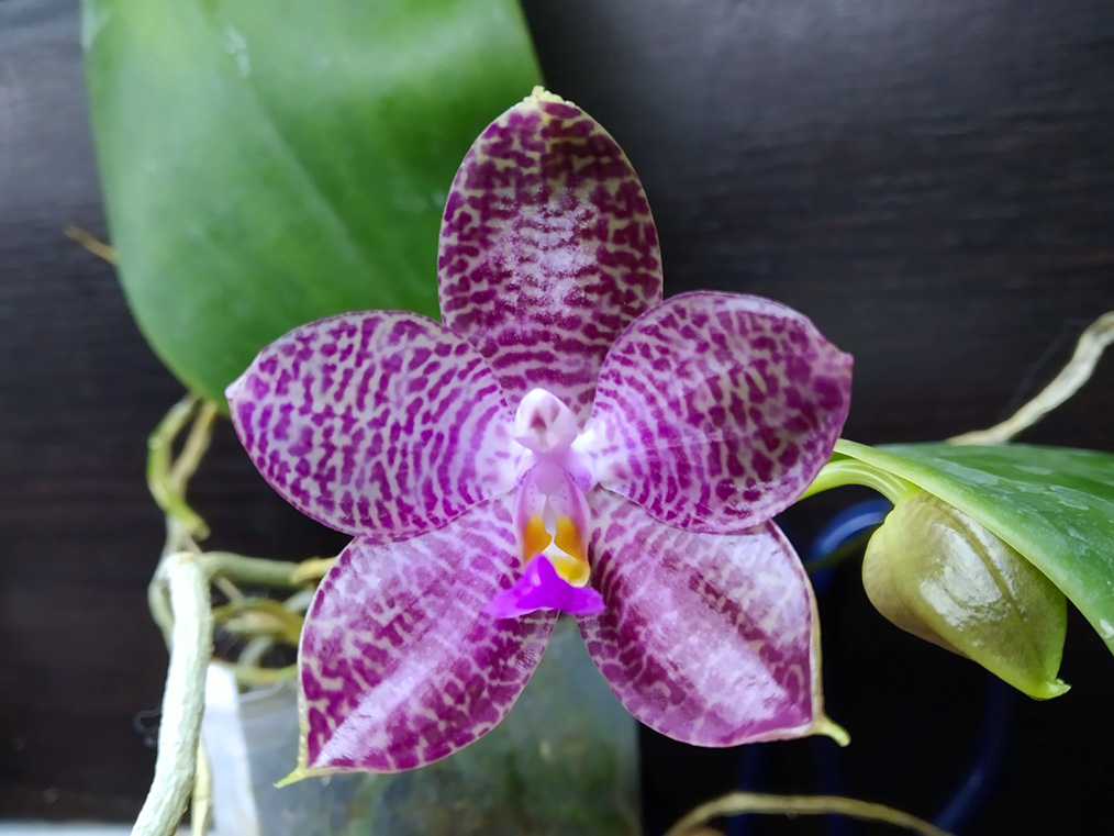 Phalaenopsis gigantea x Mituo Prince 'Bb'.jpg