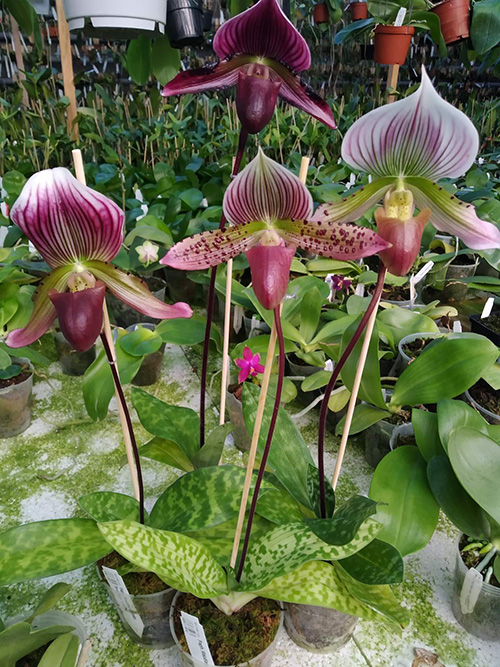 Paphiopedilum Maudiae vinicolor 'In-Charm' x self.jpg