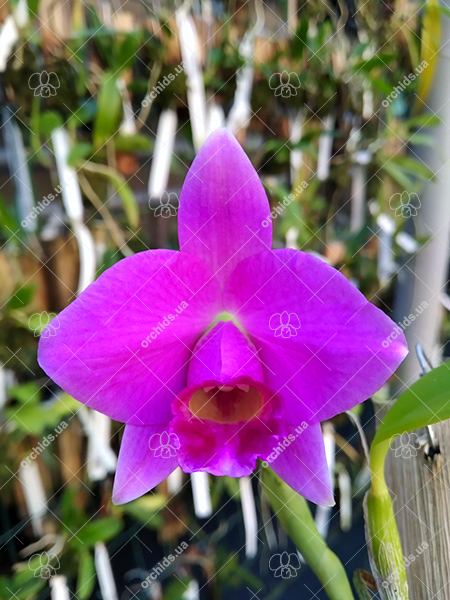 Laelia praestans (rubra 'Tormenta' x escura 'Bella').jpg