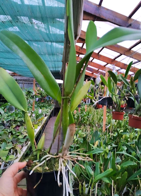 Cattleya trianae (alba x coerulea).jpg